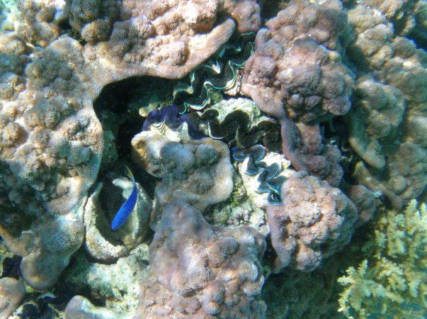 36- Quelques benitiers dans le corail 